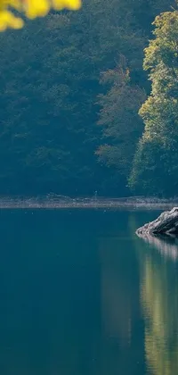 This stunning and calming live wallpaper showcases a body of water surrounded by lush trees