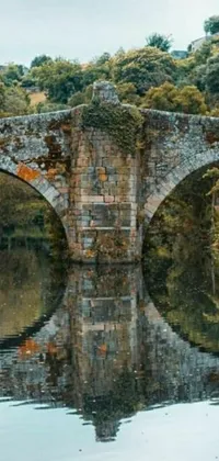 Water Tree Landscape Live Wallpaper