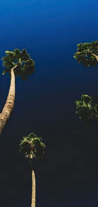 Transform the look of your phone screen with this mesmerizing live wallpaper of palm trees set against a serene blue sky