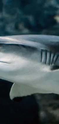 This phone live wallpaper features a stunning close-up of a gray shark in an aquarium