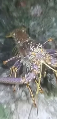 Water Underwater Arthropod Live Wallpaper