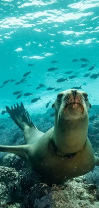 Water Underwater Earless Seal Live Wallpaper