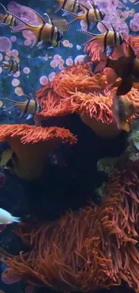 This stunning phone live wallpaper depicts a group of colorful fish swimming in an aquarium set against a video still of a coral reef