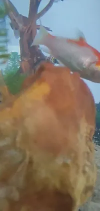 Introducing a stunning live wallpaper for your phone - a mesmerizing fish gracefully swimming in a tank
