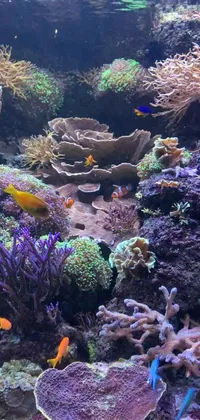 Water Underwater Fish Live Wallpaper