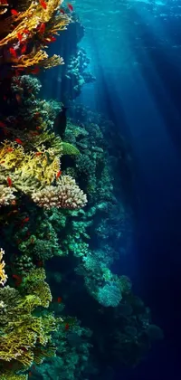 Water Underwater Fluid Live Wallpaper