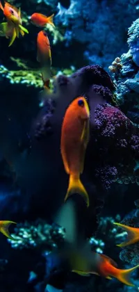 Enjoy the beauty of the ocean with this stunning phone live wallpaper featuring a group of fish swimming around a coral reef