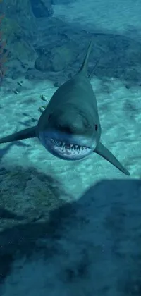 This live wallpaper features a highly-detailed, close-up shot of a shark in a body of water