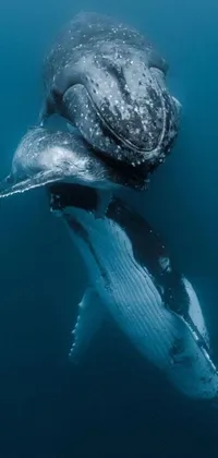 This phone live wallpaper features two humpback whales swimming and embracing in the ocean, creating a harmonious and captivating portrait