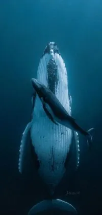 This live phone wallpaper captures a humpback and its calf swimming in the ocean