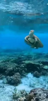 This live wallpaper for your phone shows a colorful turtle happily swimming in crystal clear waters surrounded by plants and corals