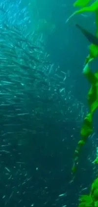 Bring the ocean to your phone with this captivating live wallpaper