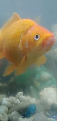 This phone live wallpaper captures a stunning close-up of a goldfish swimming in a tank, complete with its fluffy orange belly - a striking feature
