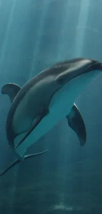 This phone wallpaper showcases a lifelike image of a dolphin swimming in the deep blue waters