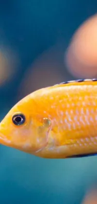 This phone live wallpaper showcases a stunning close-up image of a vibrant fish swimming in an aquarium