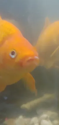 Bring your phone screen to life with a realistic live wallpaper featuring two beautifully colored fish swimming in a tank
