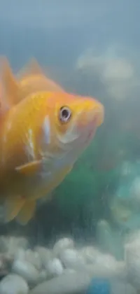 Transport yourself into a serene aquatic world with this live wallpaper featuring a close-up shot of a beautiful golden fish gliding gracefully in a tank