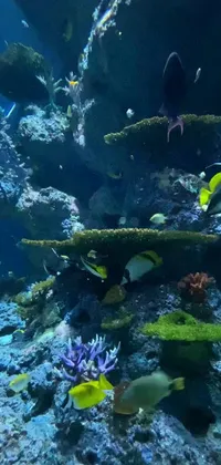 This stunning live wallpaper is perfect for marine life enthusiasts, featuring a gorgeous and spacious aquarium with a diverse assortment of colorful fish swimming around in blue and yellow fauna, all beautifully captured on an iPhone