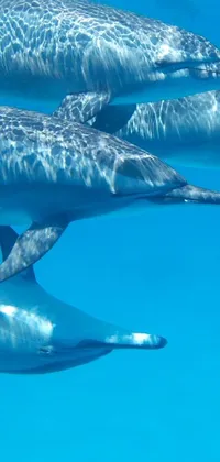 This live wallpaper brings the beauty of nature to your phone screen with a stunning image of dolphins swimming in the ocean