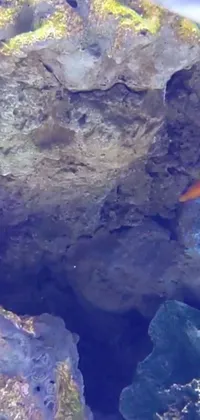 This phone live wallpaper features an illustrated fish gliding through the waters of a hidden cave