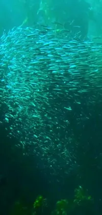 This animated live wallpaper features a captivating underwater scene that includes a vibrant school of fish swimming gracefully amidst a beautifully designed aquarium