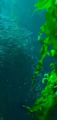 Water Underwater Green Live Wallpaper