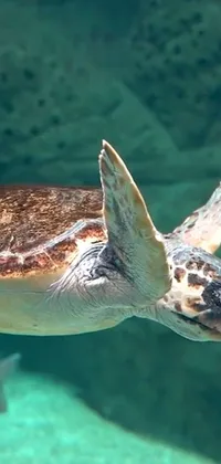 Water Underwater Hawksbill Sea Turtle Live Wallpaper
