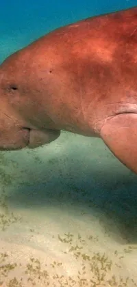 Water Underwater Jaw Live Wallpaper