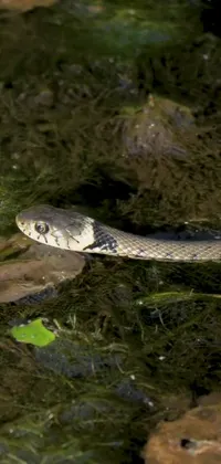 This live phone wallpaper showcases a snake laying in water, with a tranquil ambiance with rippling waves surrounding it