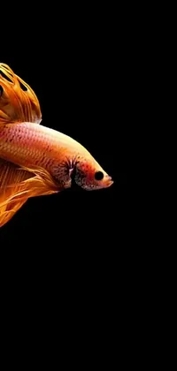 This phone live wallpaper showcases a beautiful digital rendering of a fish on a black background, ideal for anyone who loves animals and nature scenes