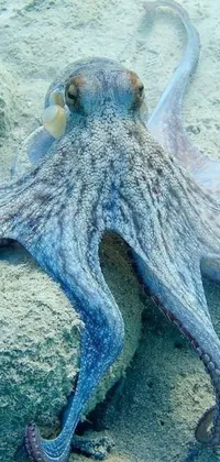 A stunning live wallpaper featuring a close-up view of a vivid octopus on a sandy ocean floor