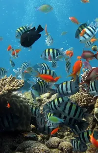 Water Underwater Natural Environment Live Wallpaper