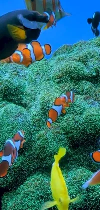 This live phone wallpaper depicts a group of clownfish swimming in a green aquarium set against the vibrant coral backdrop of the Great Barrier Reef