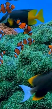 Water Vertebrate Anemone Fish Live Wallpaper