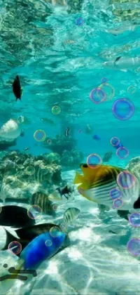 This stunning phone live wallpaper is designed to transport you to a tropical underwater paradise
