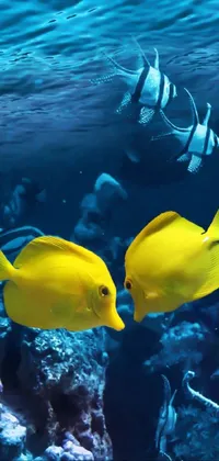 underwater fish live wallpaper