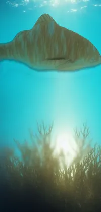 Water Vertebrate Azure Live Wallpaper