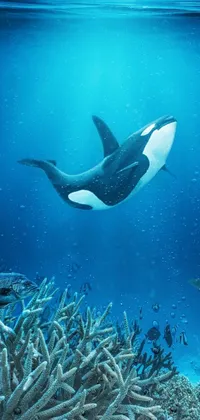This phone live wallpaper portrays an orca whale and a stunning coral reef in a closed ecosystem