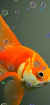 This phone live wallpaper is a gorgeous piece of digital art featuring two vibrant goldfish swimming side by side