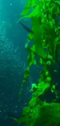 Enjoy the serenity of an aquarium with this video art phone live wallpaper