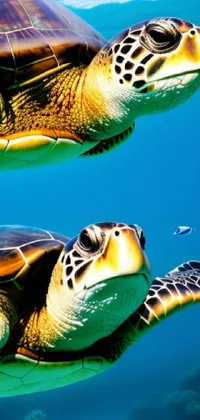 This phone live wallpaper features two photorealistic turtles swimming together in vibrant HD detail