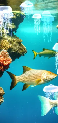 fish animated wallpaper free download