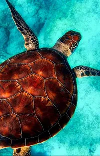 Water Vertebrate Hawksbill Sea Turtle Live Wallpaper