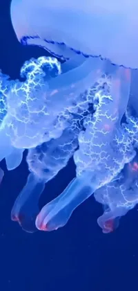 Water Vertebrate Jellyfish Live Wallpaper