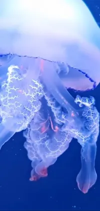 This phone live wallpaper displays a stunning jellyfish floating in clear blue waters