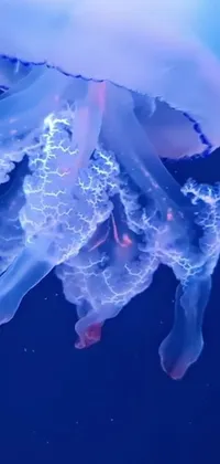 Water Vertebrate Jellyfish Live Wallpaper