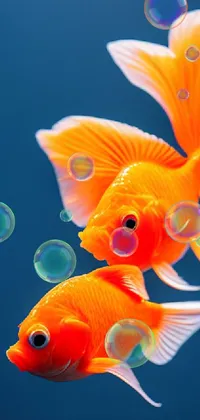 This captivating live wallpaper showcases two charming orange fish swimming gracefully together