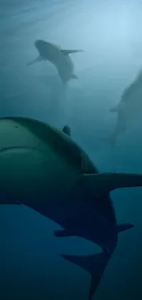 imagine dragons be like swimming with sharks Live Wallpaper