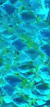 This phone live wallpaper features an enchanting underwater scene with a colorful shoal of fish, all with blue skin that glistens in the water