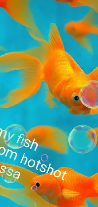 This phone live wallpaper features a beautiful array of goldfish swimming in harmony